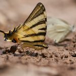 Photo biodiversity crisis
