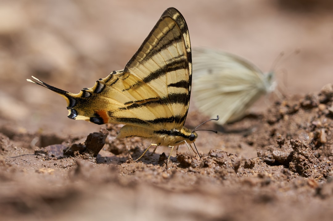 Photo biodiversity crisis