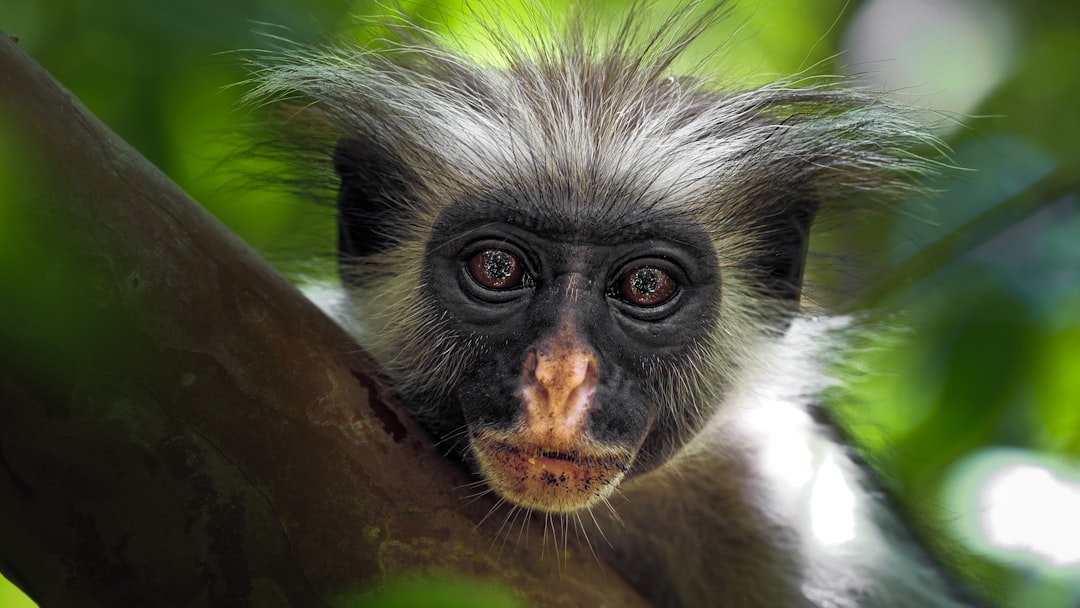 Ochrona zagrożonych gatunków: wyzwania i działania 10 Photo endangered species protection